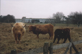 geschundene Natur